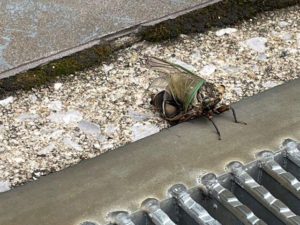 春　セミ　羽化