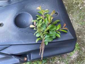 サカキの地産地消