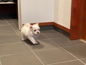 新しい家族