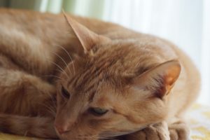 パッシブデザイン